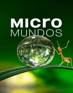 Micromundos stream